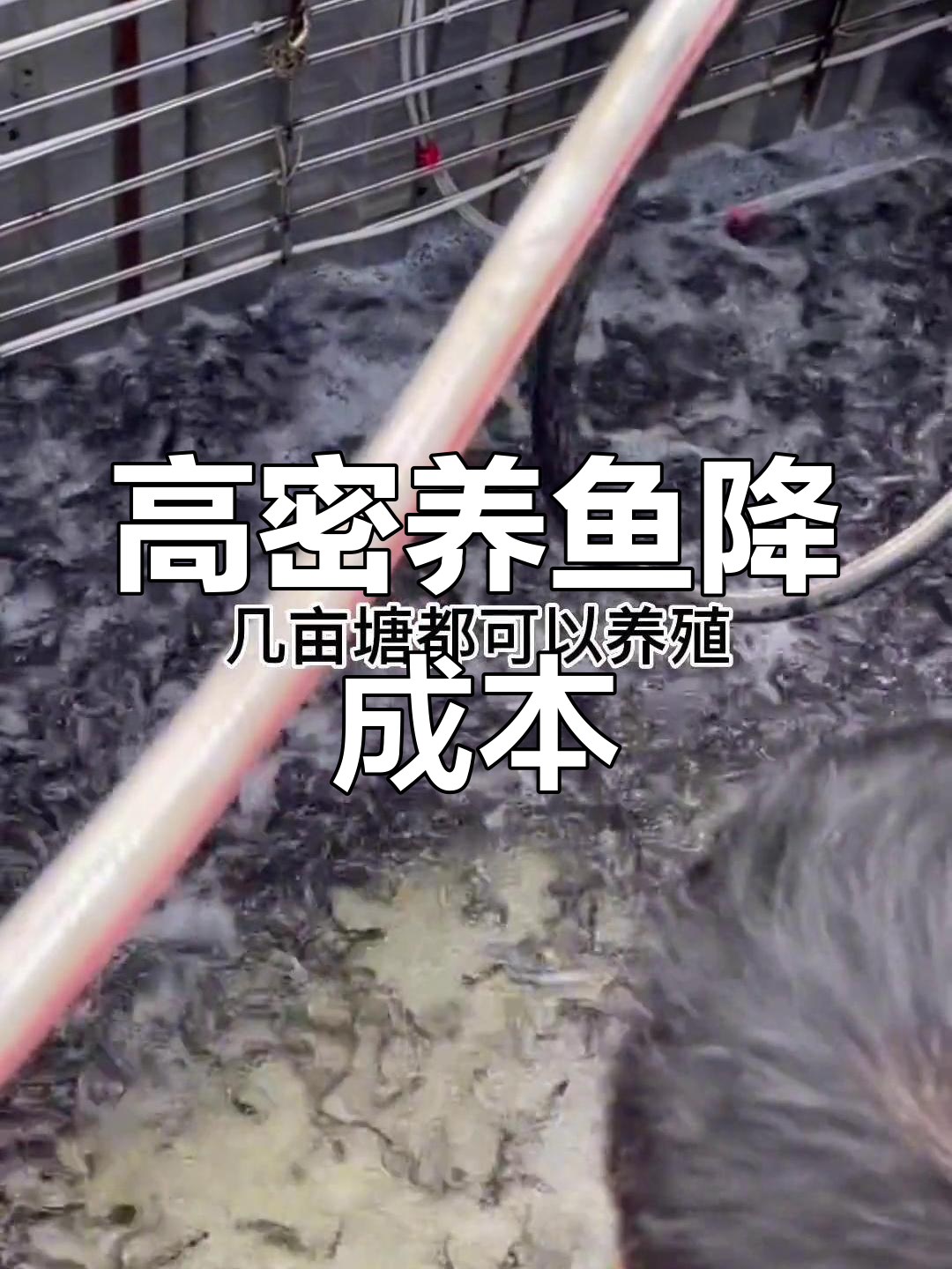 韶关老板高密度养殖鱼苗,降低成本提高产量