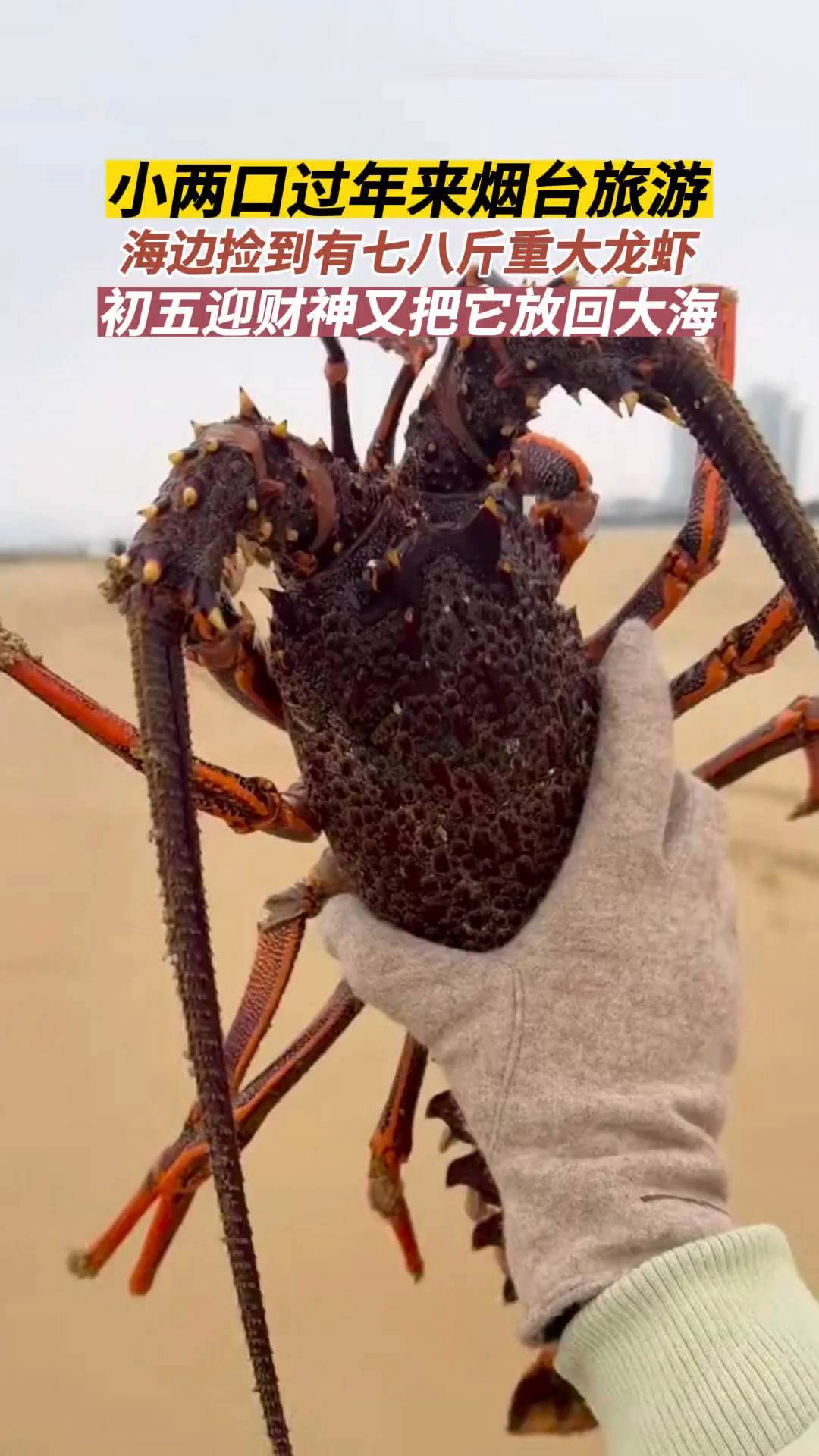 这个大龙虾是怎么来的烟台海域呀 烟台的海 大海的馈赠