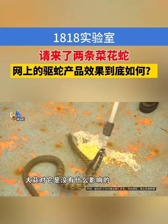 1818实验室 请来了两条菜花蛇 网上的驱蛇产品效果如何
