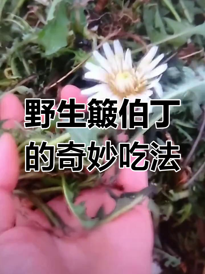 见过这种野菜吗?簸伯丁包饺子,麻辣鲜香!