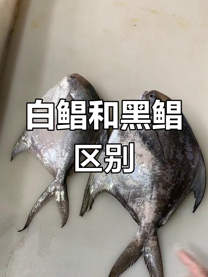 白鲳与黑鲳的区别,你了解吗?