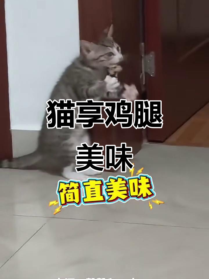 猫咪吃鸡腿肉,表情超满足!