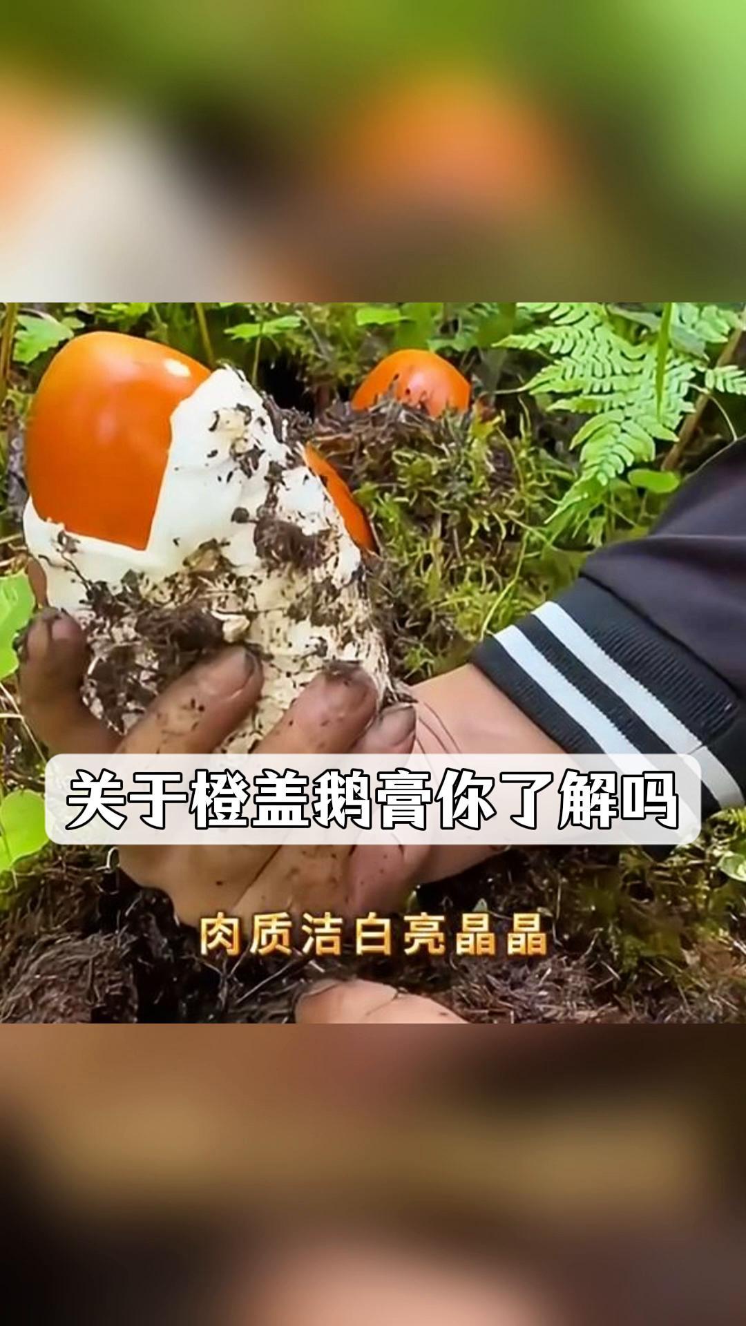 关于橙盖鹅膏你了解吗