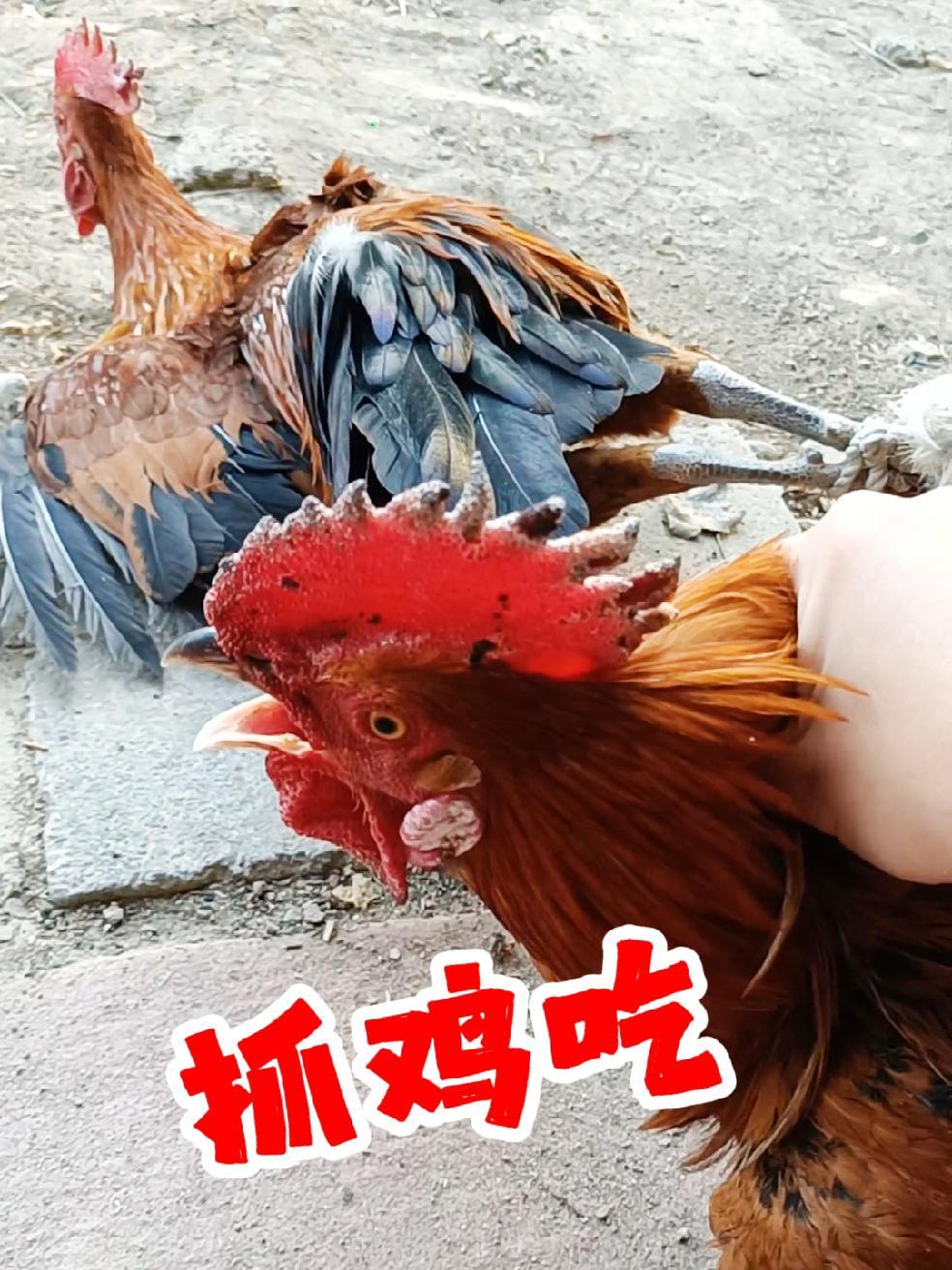 公鸡太多了影响母鸡下蛋抓两只,太难抓了,个个飞檐走壁身怀绝技 抓鸡 大公鸡 杀鸡