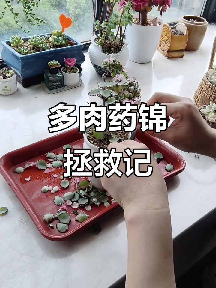 药锦多肉植物救治全纪录,剪掉头颅能否重生?