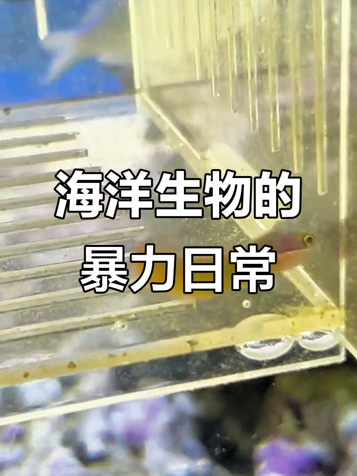 小鲨鱼被小丑虾虎撞死,西瓜袍帮忙教训它