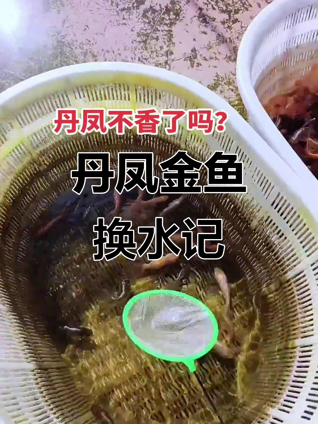 今年丹凤金鱼不香了吗?大尾巴的魅力依旧在