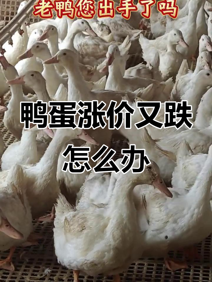 鸭蛋价格暴涨后突然回落,养殖户如何应对市场波动?