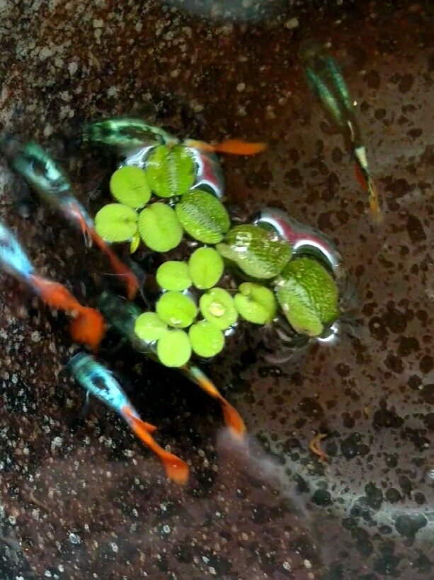 孔雀鱼~杂交(白金红尾*银背马赛克)