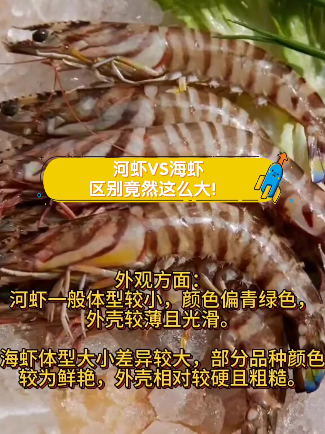 河虾VS海虾,区别竟然这么大!