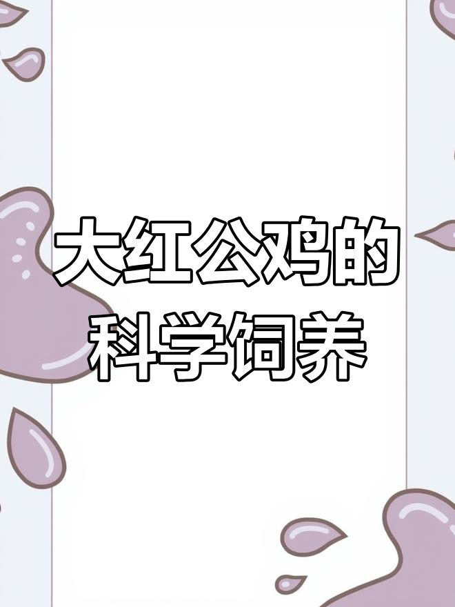 云贵川散养土鸡秘诀,大红公鸡如何科学养殖