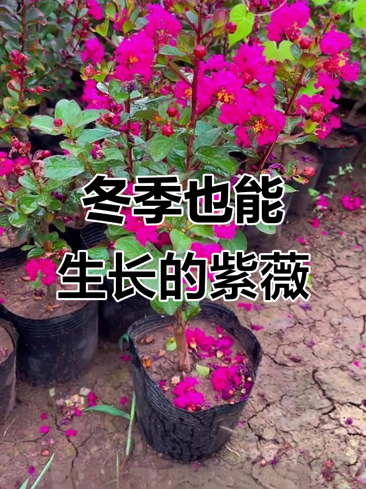 天鹅绒紫薇:耐寒又美丽,观花、赏果、闻香全具备