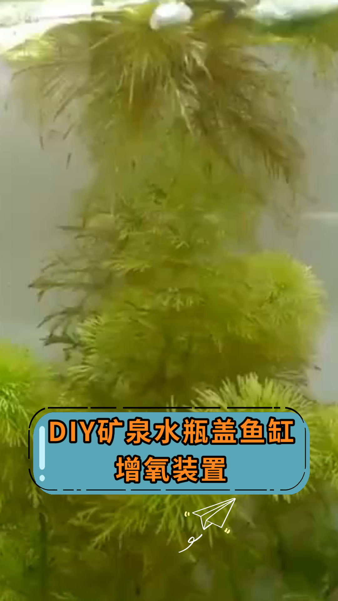 DIY矿泉水瓶盖鱼缸增氧装置