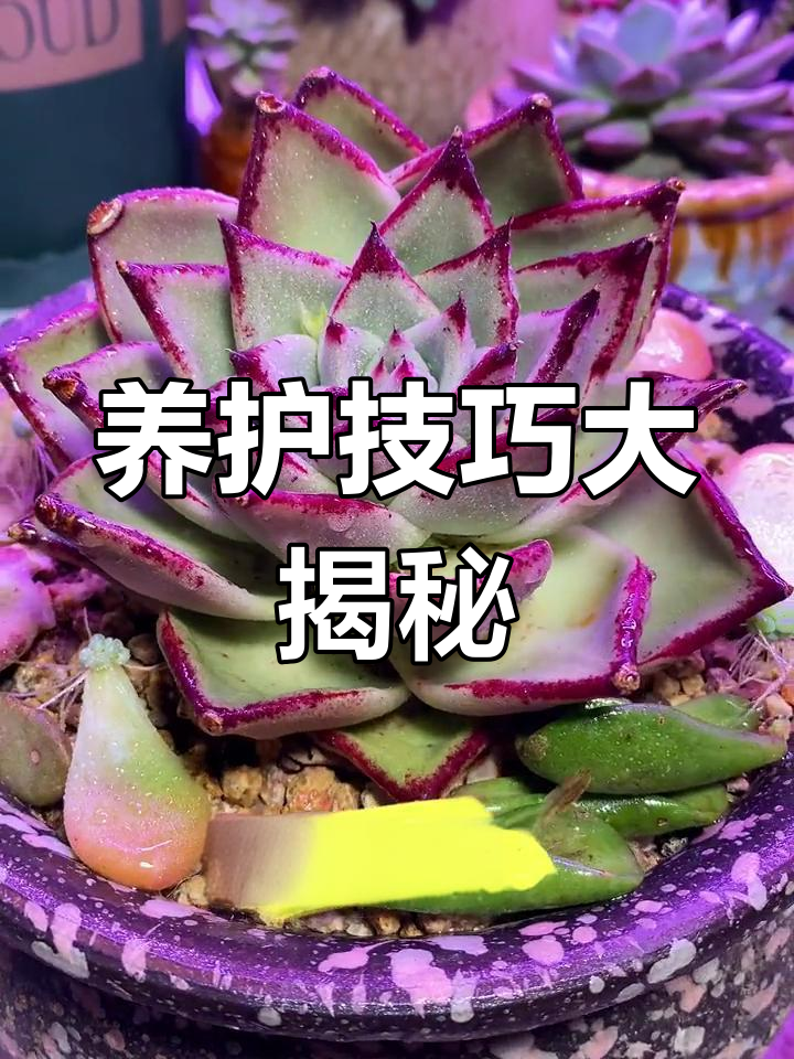 如何让乌木多肉更美丽