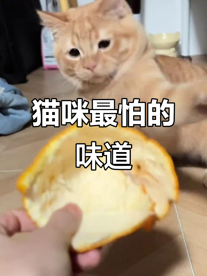 猫咪最讨厌的8种味道,铲屎官必知!