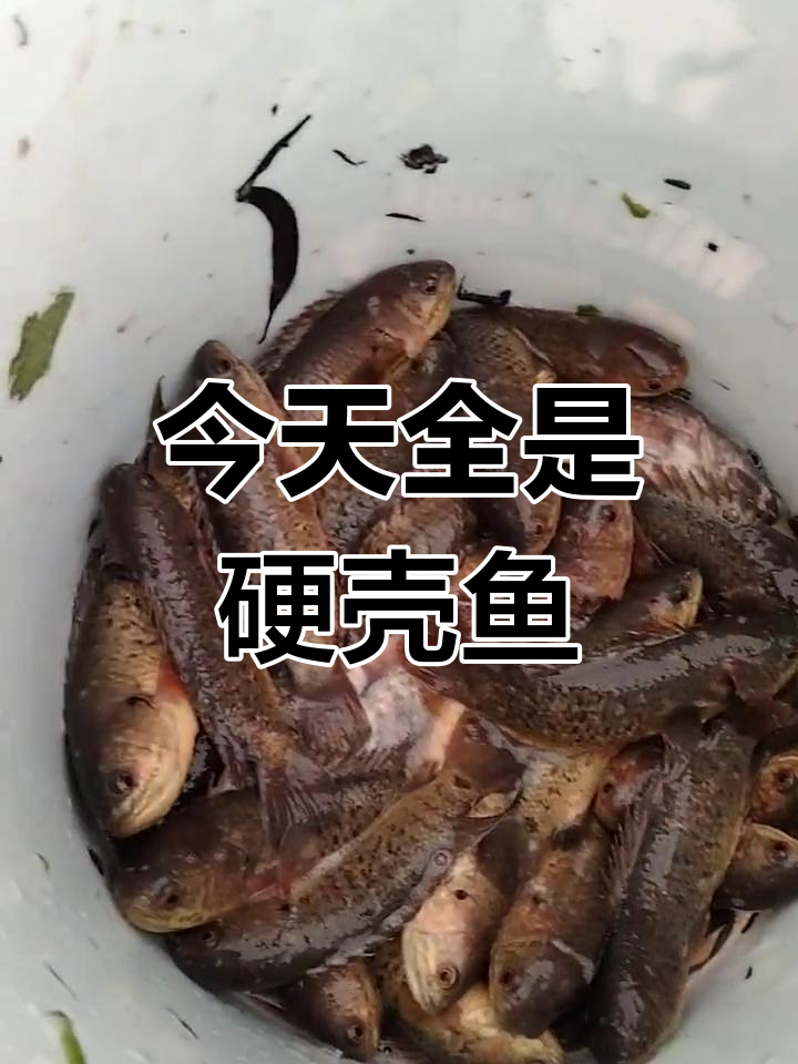硬壳鱼大集合,吃货必看