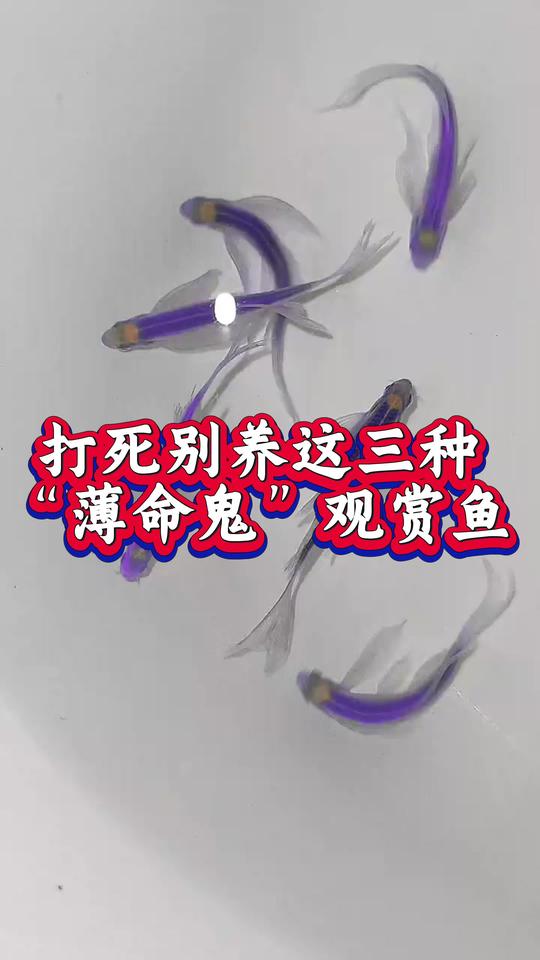 这三种观赏鱼千万别养！养鱼日记