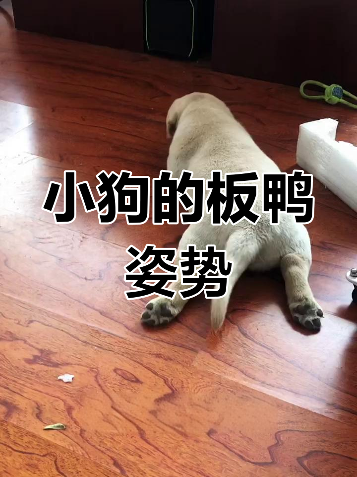 狗狗板鸭趴,懒散又可爱