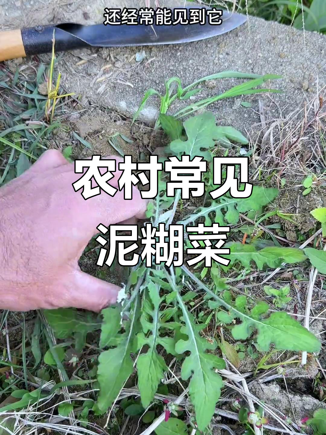 泥胡菜:紫红花朵的乡村宝藏,喂猪牛也能做青饲料