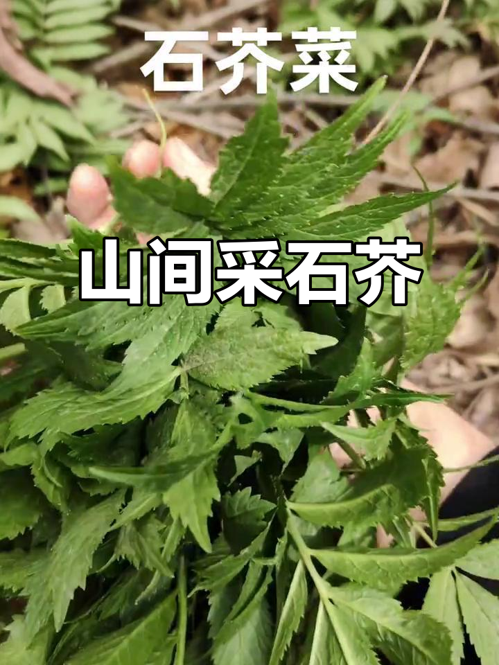 山中芳草正当时,采摘新鲜石芥菜