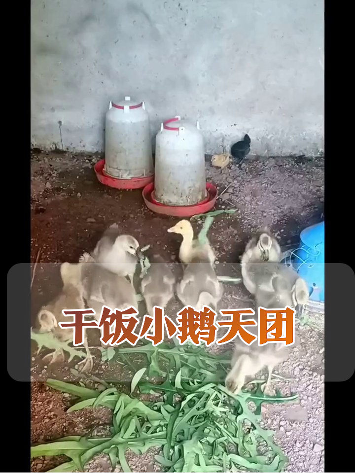 小鹅成长记:从毛球到干饭王的逆袭