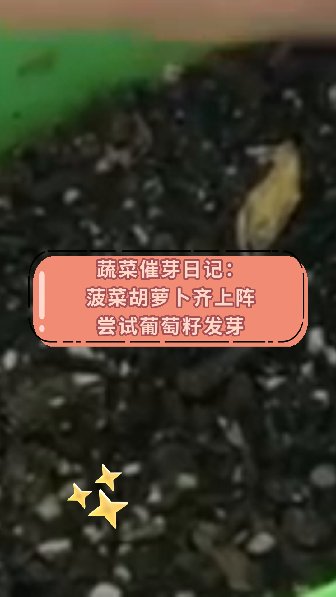 蔬菜催芽日记:菠菜胡萝卜齐上阵尝试葡萄籽发芽