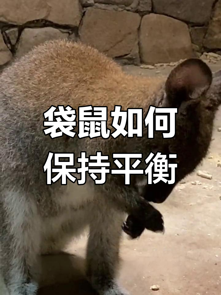 袋鼠走路的秘密:尾巴的作用揭晓