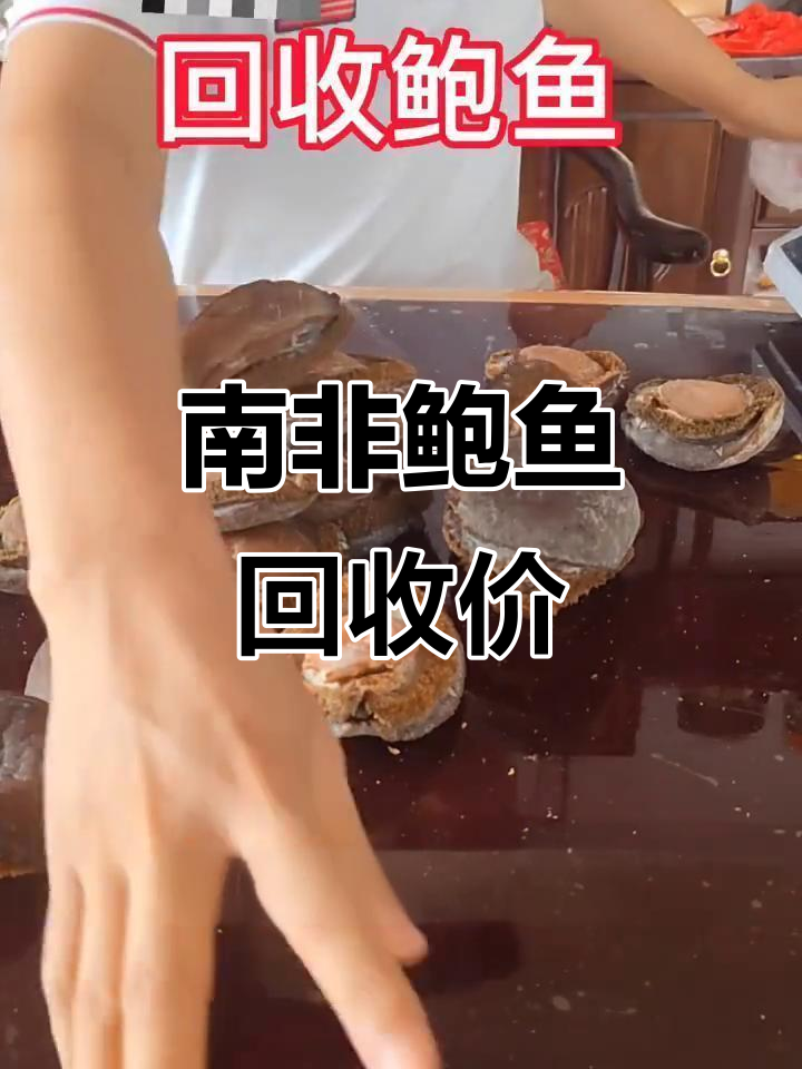 南非鲍鱼回收价格揭秘,六斤超大鸡腿鲍值多少钱?