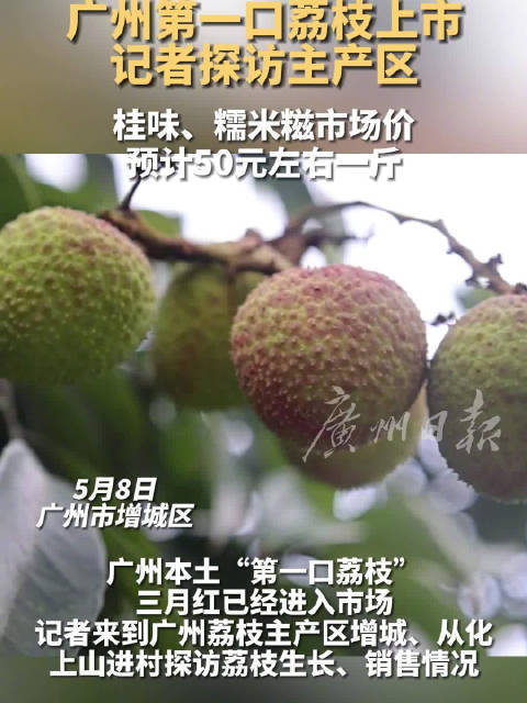 「广州本土第一口荔枝上市」近日,广州本土最早熟的荔枝品种——三月红上市,宣告一年一度的荔枝