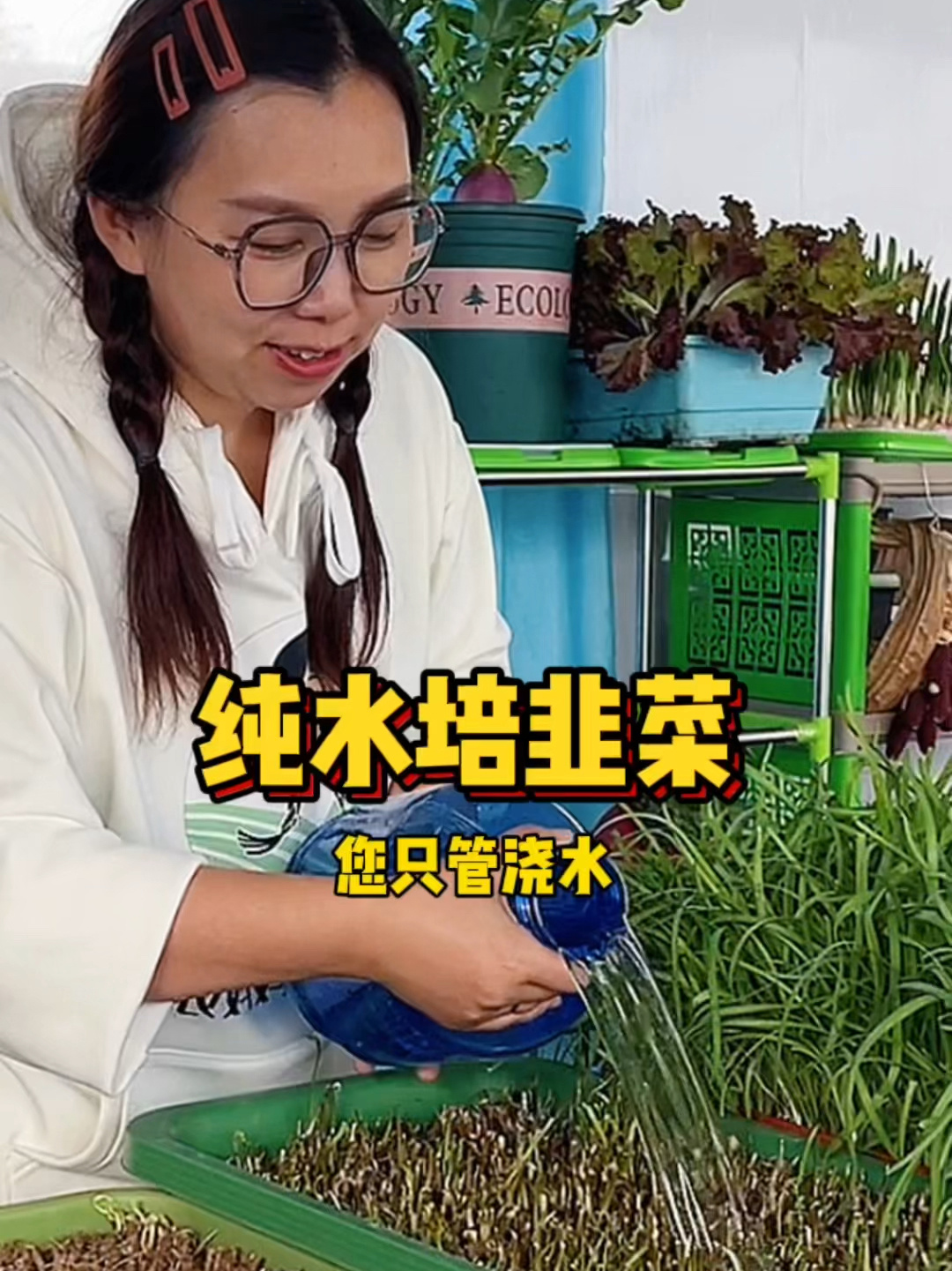 种植简单水培韭菜