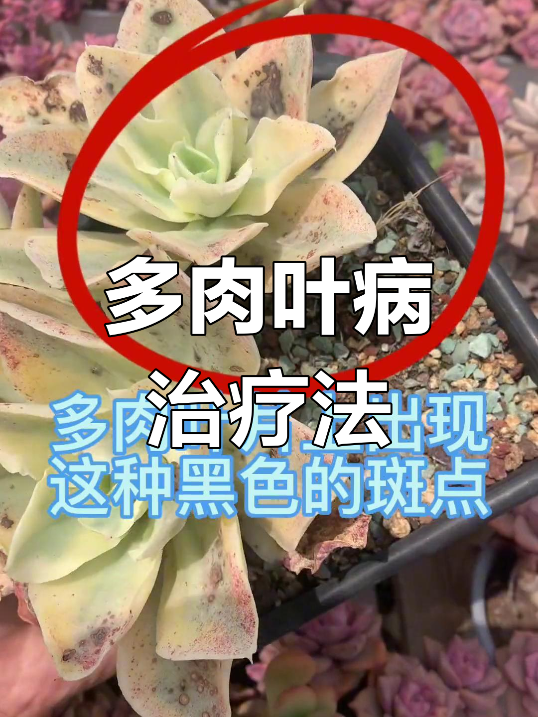 多肉叶片白粉病与斑病防治方法