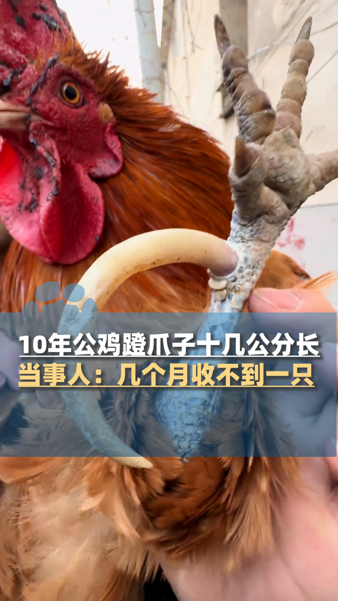 10年老公鸡蹬爪子十几公分，当事人：转手卖了1000多元