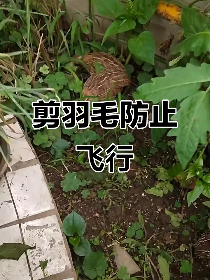 剪飞羽防鹌鹑鸡逃走,简单操作轻松搞定