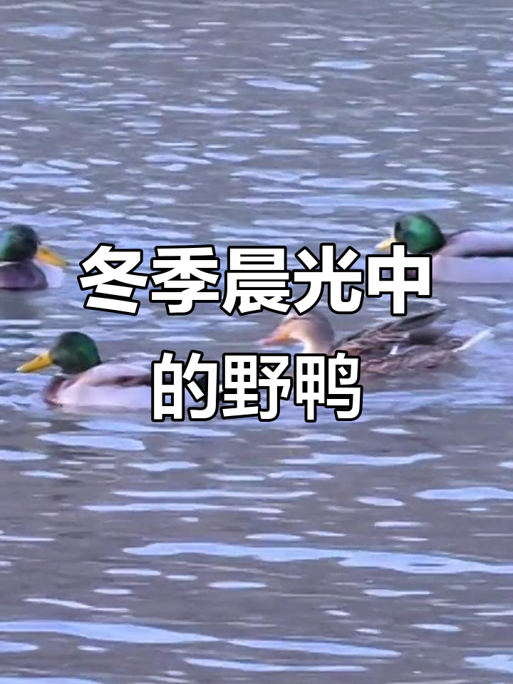 冬日清晨,野鸭在河中嬉戏觅食,美景尽收眼底