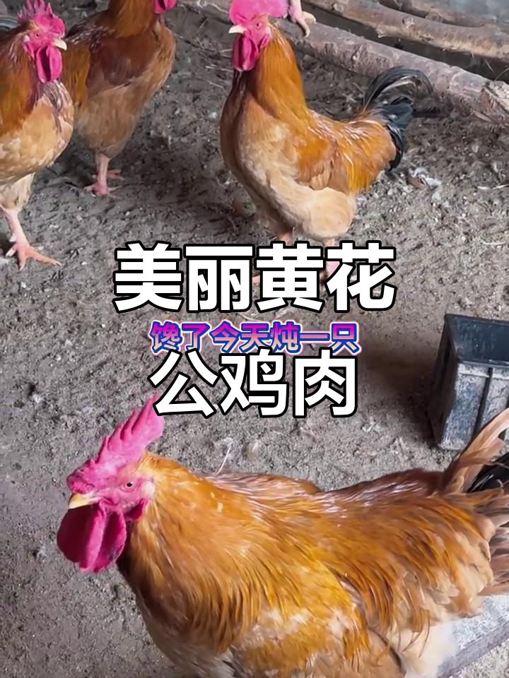 黄花公大公鸡,黄皮黄油美味又好看