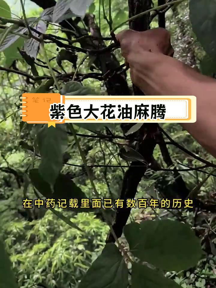 油麻藤:多用途的古老中药材