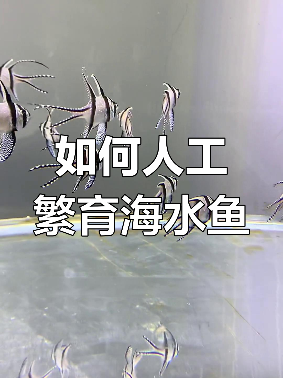 巴黎天使繁殖现状与技巧