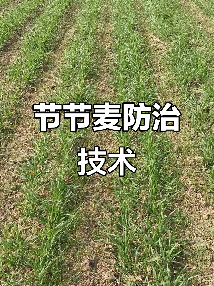 麦田杂草防治:节节麦的识别与应对技巧