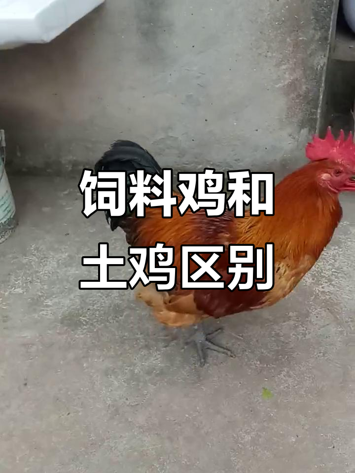 饲料鸡与土鸡的区别:四年老母鸡的独特特征