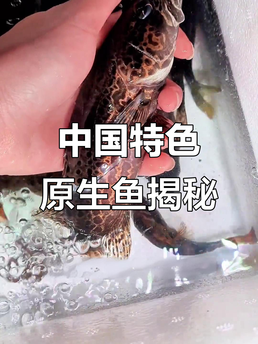探秘中国本土两种独特原生鱼,颜值与美味并存