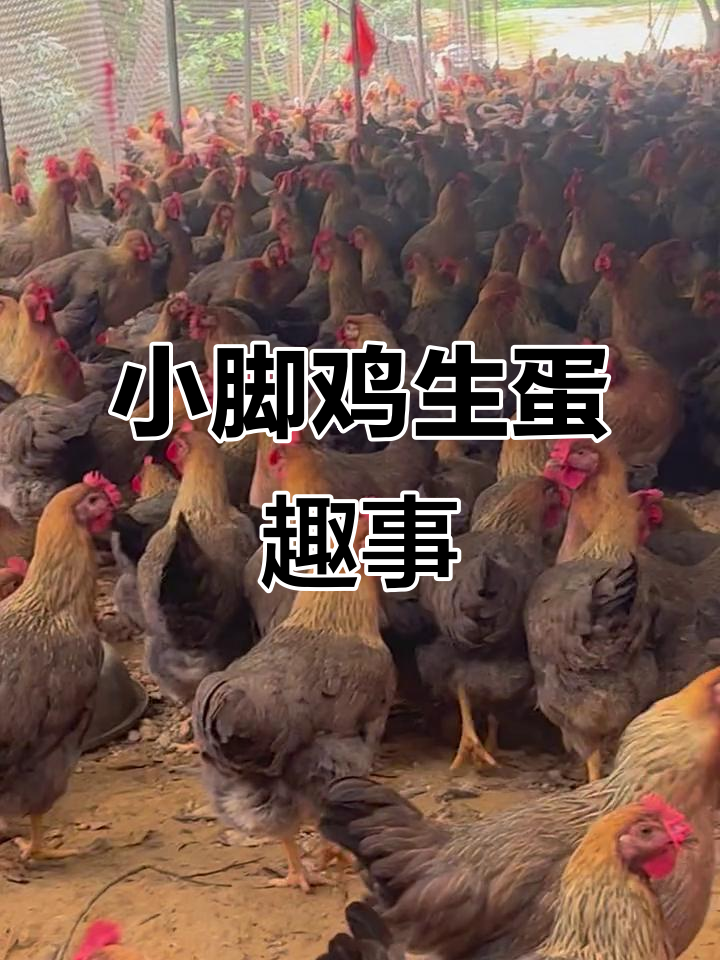 小脚鸡与果园清远鸡的奇妙故事