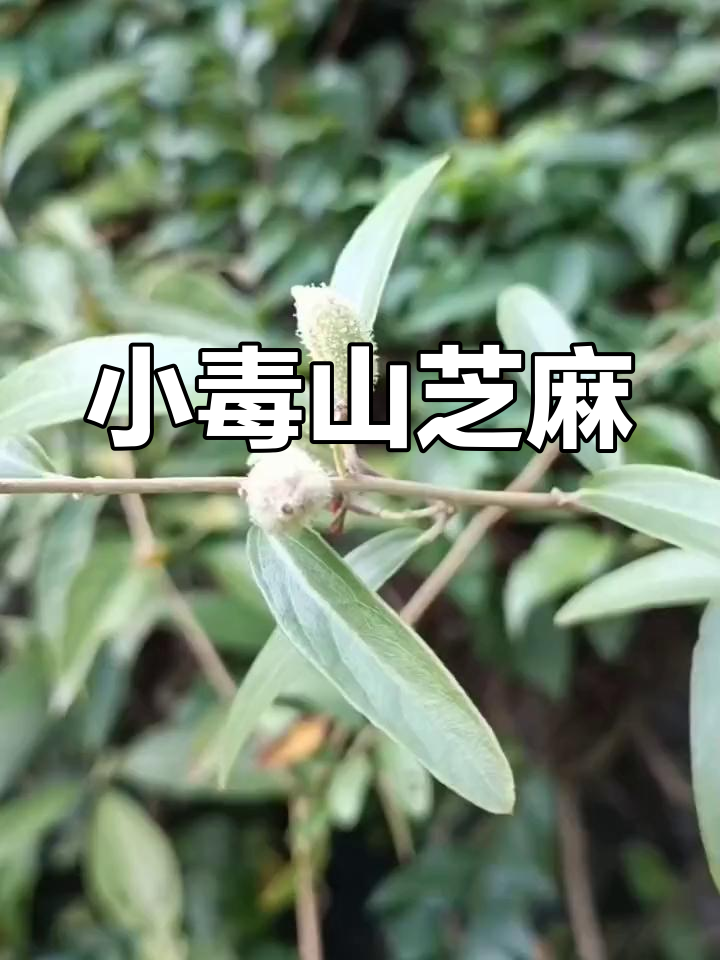 山芝麻的独特功效与小毒
