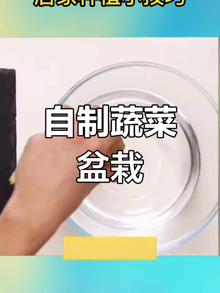 蔬菜盆景,轻松种植新鲜食材