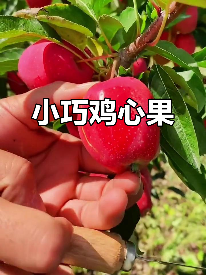 鸡心果:香甜小巧,八月成熟的海棠新宠