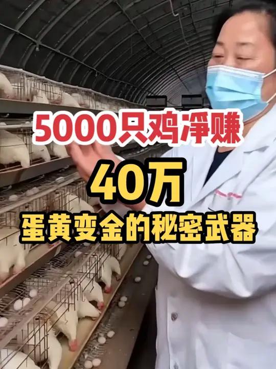 5000只鸡净赚40万 别人养鸡亏本,杨大姐的鸡蛋却论个卖 天然叶黄素鸡蛋养鸡人蛋鸡养殖用