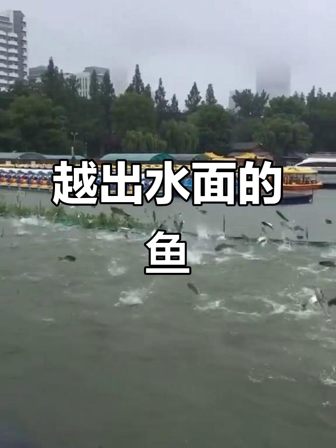 鱼儿跃出水面,萌态十足