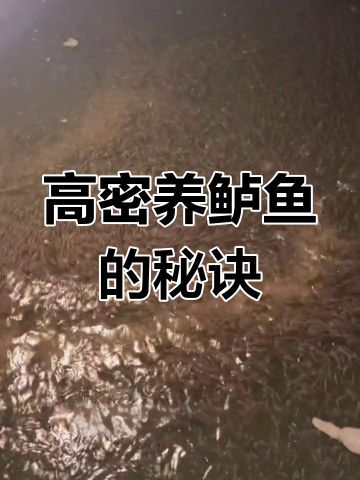 鲈鱼养殖的黄金时期,高密度喂养技巧大揭秘