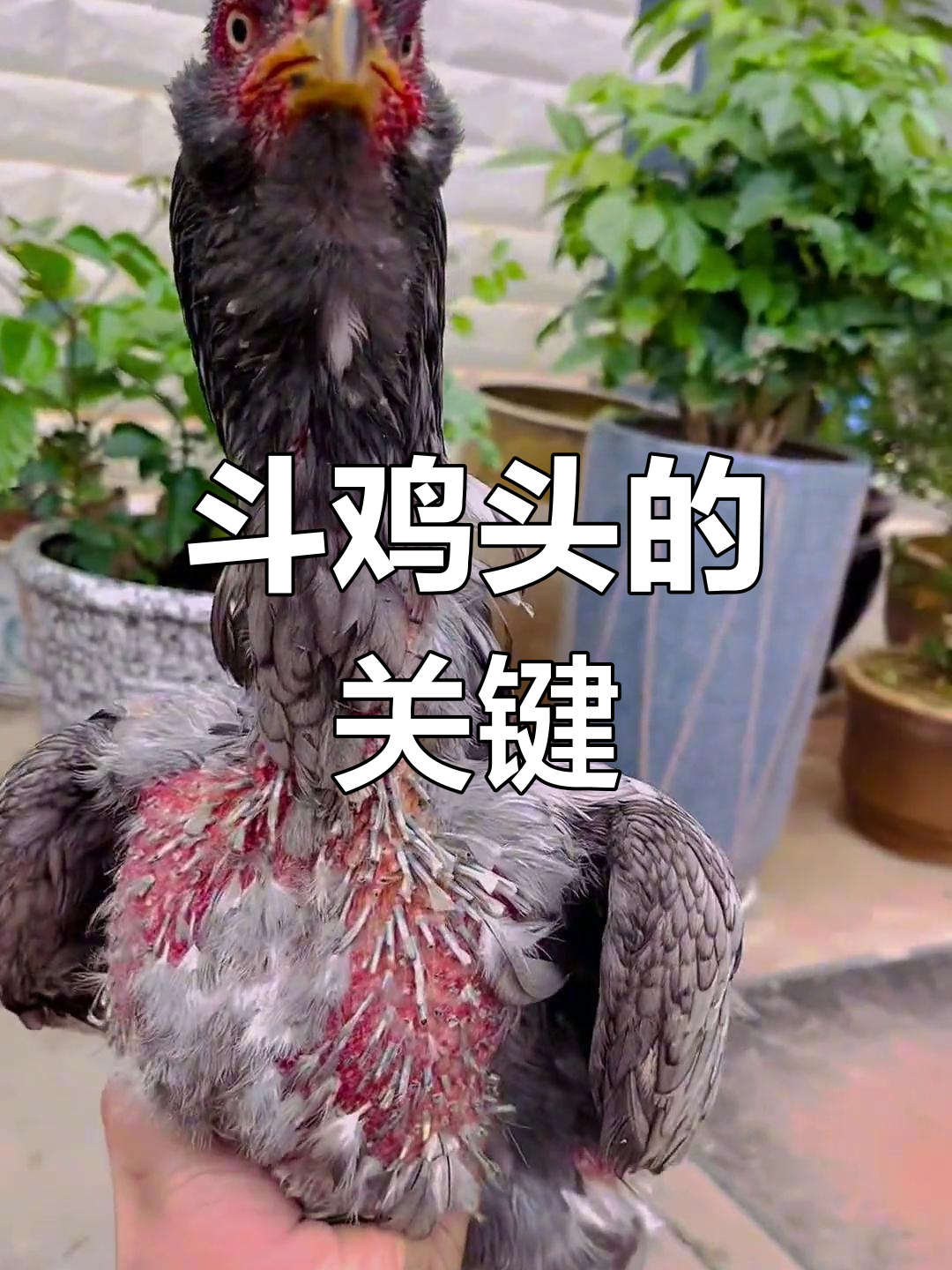 越南斗鸡头部决定胜负,选对头才能称霸赛场