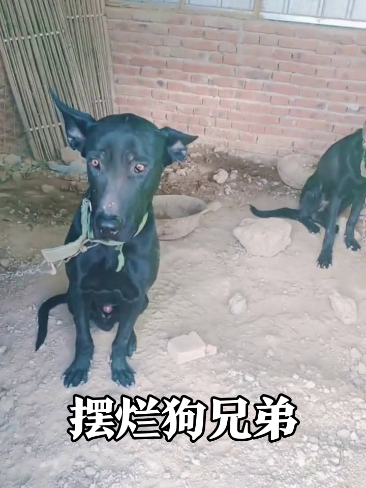 狗子被拴秒变社畜 摸鱼摆烂表情包大赏