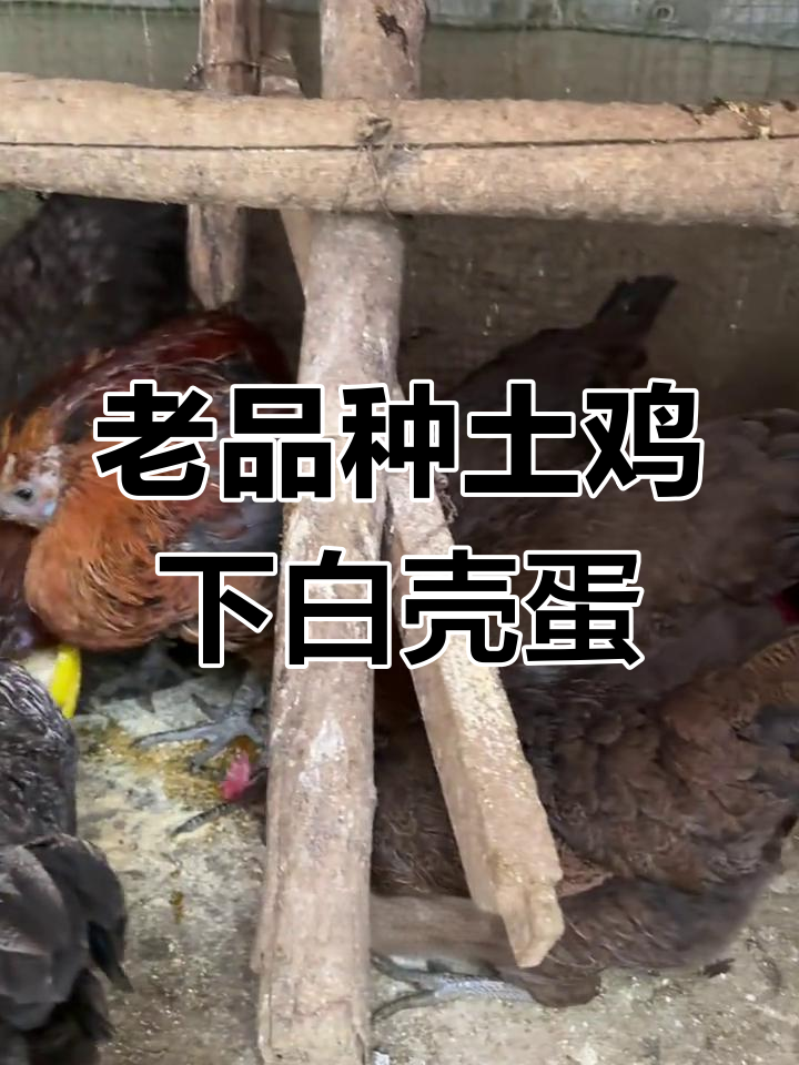 云南老品种土鸡,黑脚白壳蛋,抱窝能力强